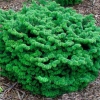 Balsam fir nana